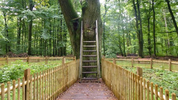 Bridegroom's Oak - Sputnik International