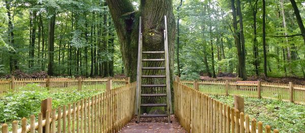 Bridegroom's Oak Bridegroom's Oak - Sputnik International