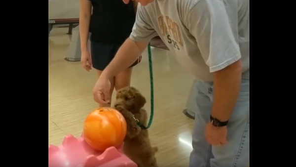 Bowling for Treats: Goldendoodle Hits the Lanes - Sputnik International