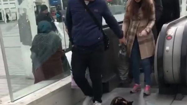 Cat - Sputnik International