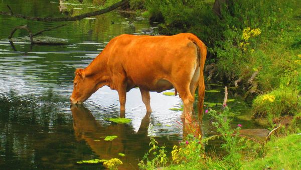 Cow - Sputnik International