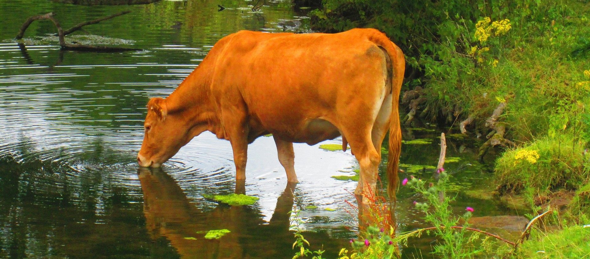 Cow - Sputnik International, 1920, 27.07.2021