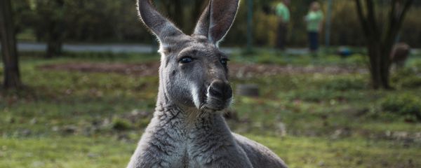 Kangaroo - Sputnik International
