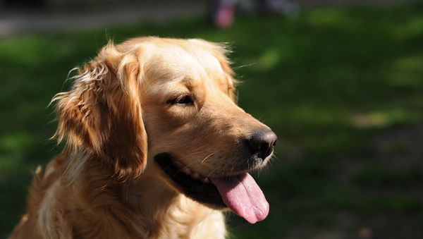 Dog Dog - Sputnik International