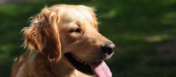 Dog - Sputnik International