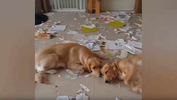 Mischievous Golden Retrievers Rest After Making a Mess - Sputnik International