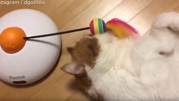 Midweek Misery: Comatose Kitten Checks Out - Sputnik International