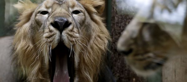 Lions at the zoo. (File) Lions at the zoo. (File) - Sputnik International