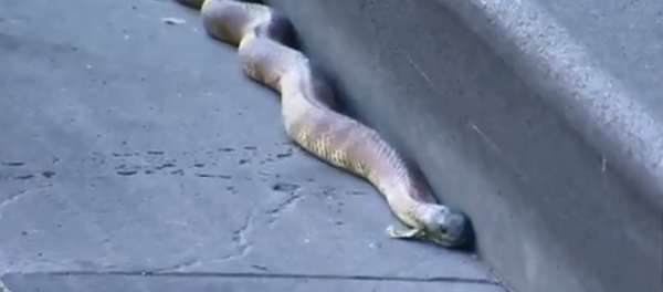 Tiger snake shuts down street corner in Australia - Sputnik International