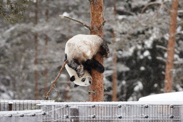 This Week in Pictures (February 17-23) - Sputnik International