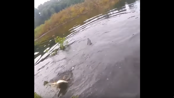 Not so Fast! Florida Gator Grabs Fisher’s Catch - Sputnik International