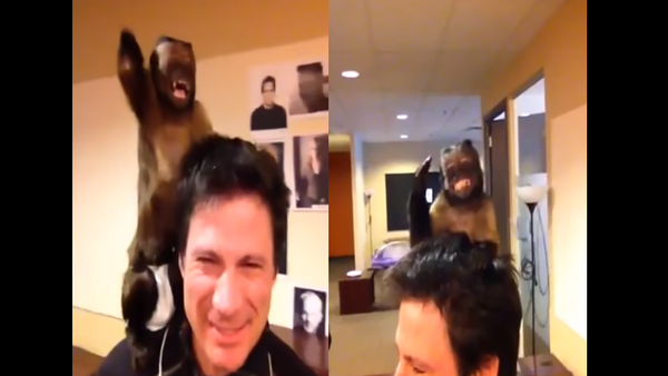 Love Taps? Capuchin Monkey Expresses Admiration Through Slaps - Sputnik International