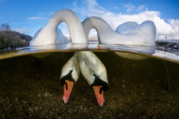 The Best from Underwater Photographer of the Year 2018 - Sputnik International