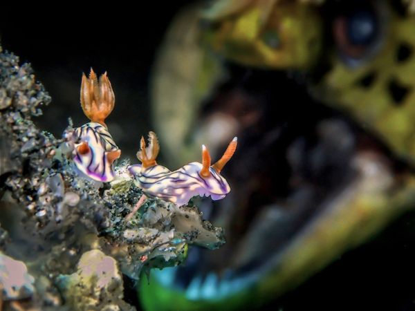 The Best from Underwater Photographer of the Year 2018 - Sputnik International