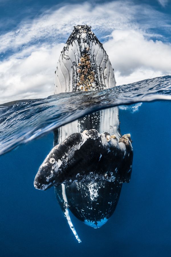 The Best from Underwater Photographer of the Year 2018 - Sputnik International