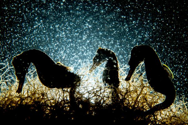 The Best from Underwater Photographer of the Year 2018 - Sputnik International