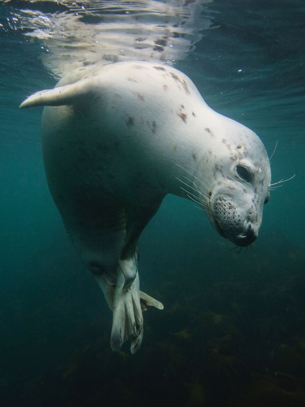 The Best from Underwater Photographer of the Year 2018 - Sputnik International