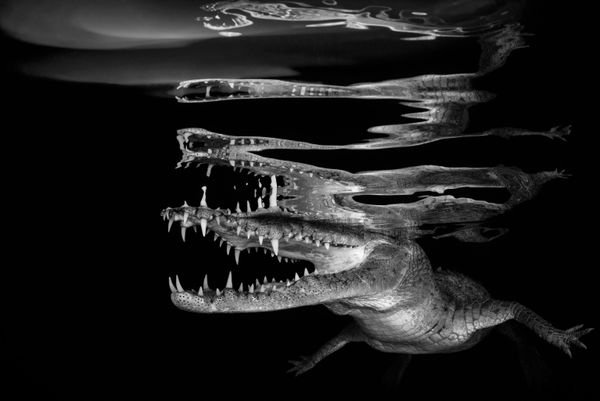 The Best from Underwater Photographer of the Year 2018 - Sputnik International