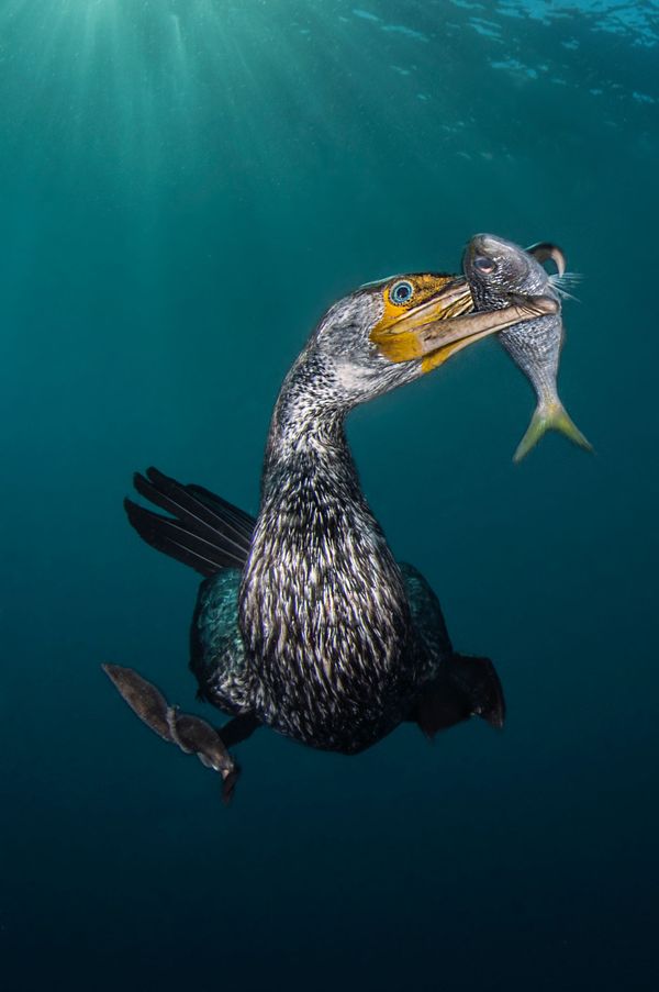The Best from Underwater Photographer of the Year 2018 - Sputnik International