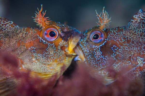 The Best from Underwater Photographer of the Year 2018 - Sputnik International