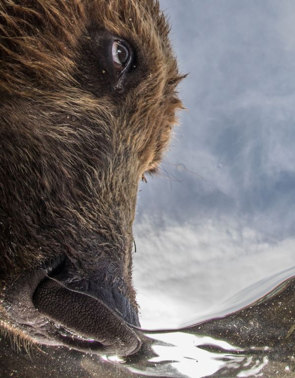 The Best from Underwater Photographer of the Year 2018 - Sputnik International