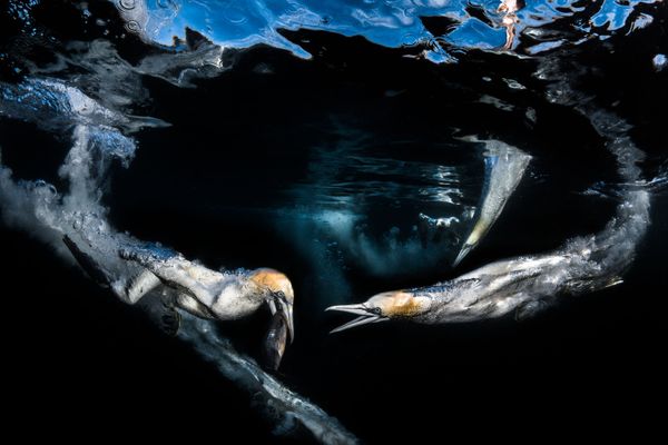 The Best from Underwater Photographer of the Year 2018 - Sputnik International