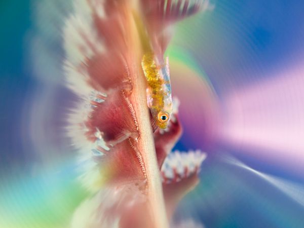 The Best from Underwater Photographer of the Year 2018 - Sputnik International