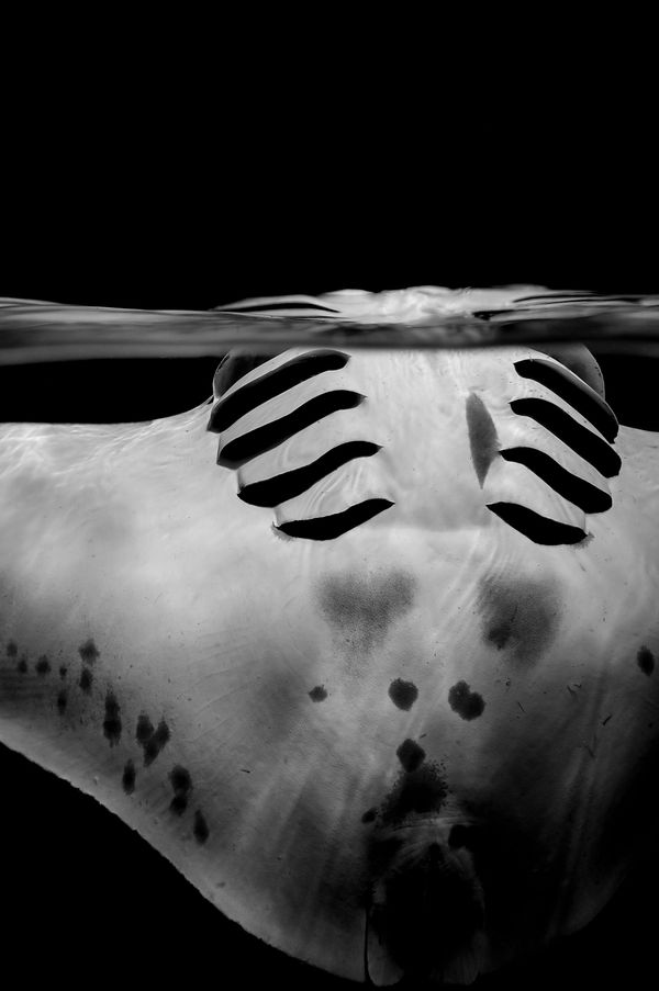 The Best from Underwater Photographer of the Year 2018 - Sputnik International