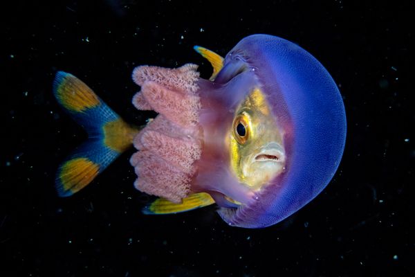 The Best from Underwater Photographer of the Year 2018 - Sputnik International