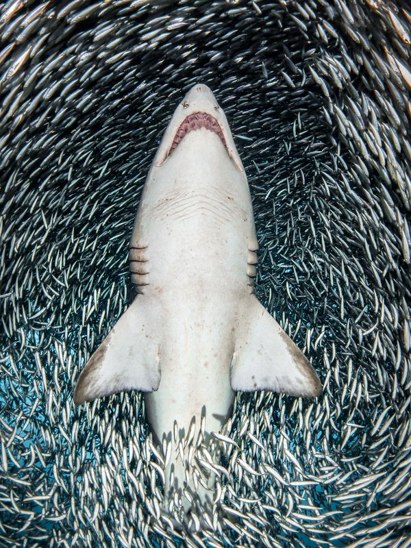 The Best from Underwater Photographer of the Year 2018 - Sputnik International