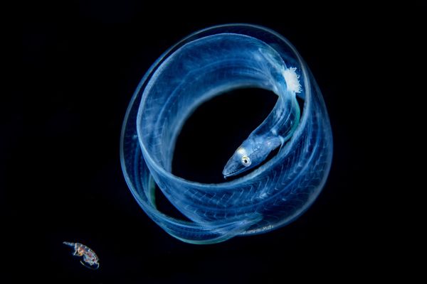 The Best from Underwater Photographer of the Year 2018 - Sputnik International
