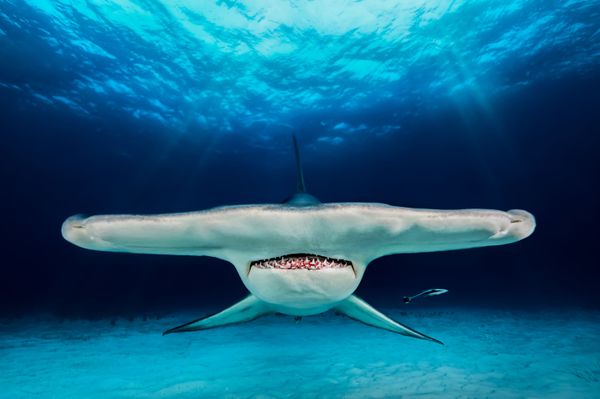 The Best from Underwater Photographer of the Year 2018 - Sputnik International