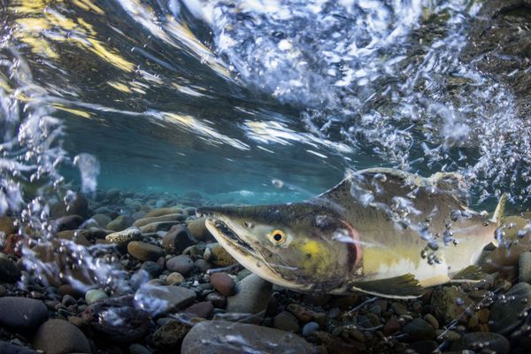 The Best from Underwater Photographer of the Year 2018 - Sputnik International