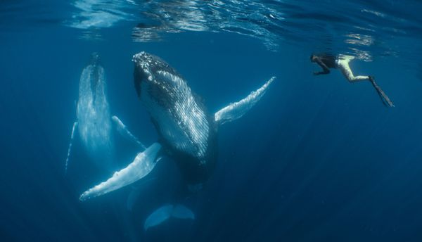 The Best from Underwater Photographer of the Year 2018 - Sputnik International