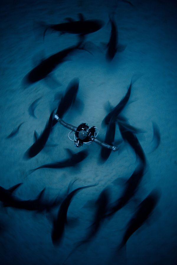 The Best from Underwater Photographer of the Year 2018 - Sputnik International
