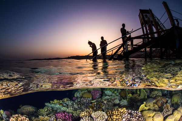 The Best from Underwater Photographer of the Year 2018 - Sputnik International