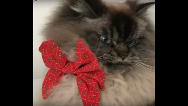 Merlin The Cat Is always Angry - Sputnik International