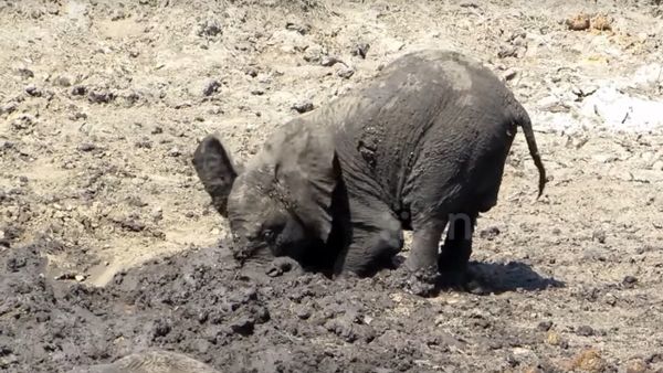 Too cute! Baby elephant just loves the mud - Sputnik International