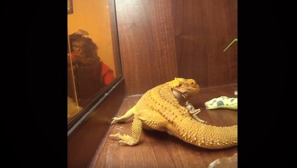 Grasshopper finds safest place to hide from hungry lizard - Sputnik International