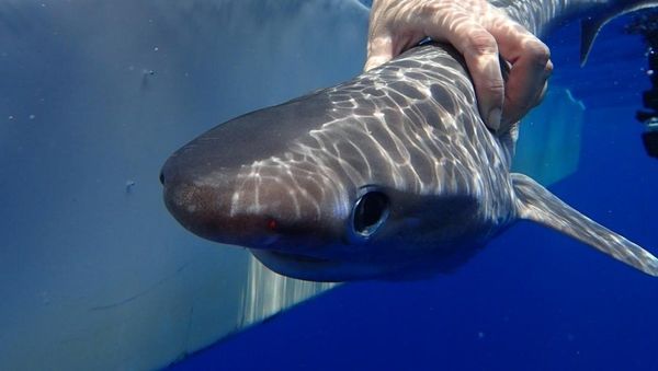 Atlantic sixgill shark - Sputnik International