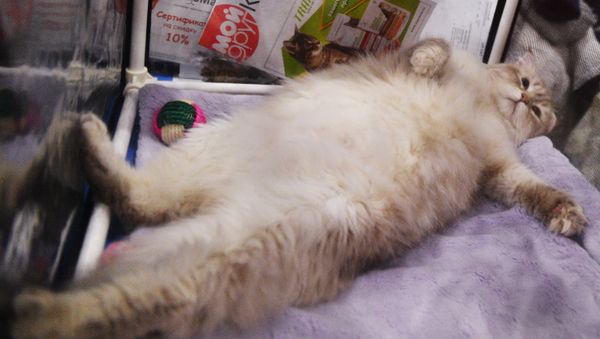 A cat at the Catsburg 2017 international exhibition in Moscow - Sputnik International