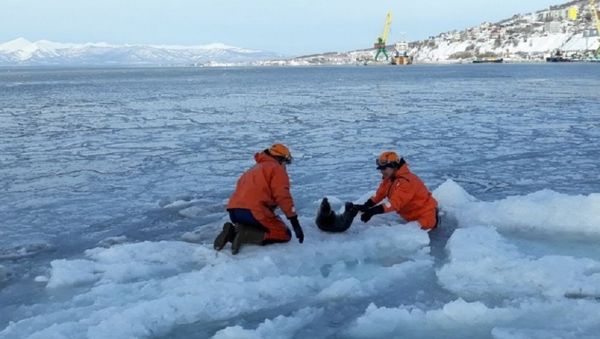 Seal rescue operation in Petropavlovsk-Kamchatsky - Sputnik International