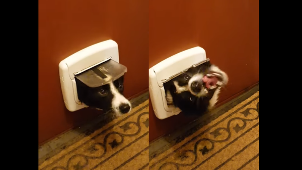 Punishment or Playtime? Squirt Bottle Proves Ineffective on Pooch - Sputnik International