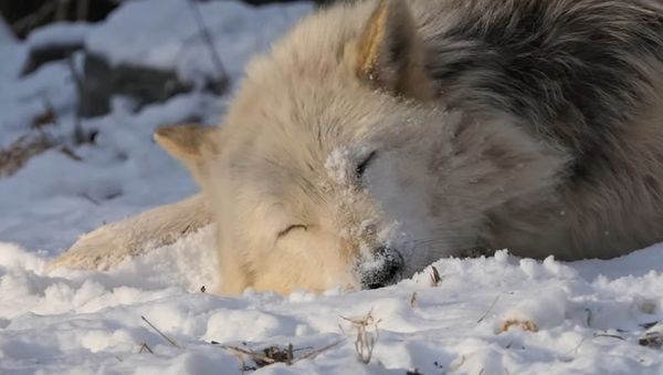 Alawa the Wolf Takes a Snow Bath - Sputnik International