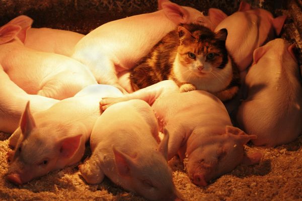 Cute Cat-alogue: Furry Felines to Brighten Up Your Day - Sputnik International