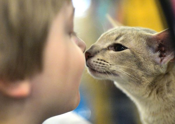 Cute Cat-alogue: Furry Felines to Brighten Up Your Day - Sputnik International