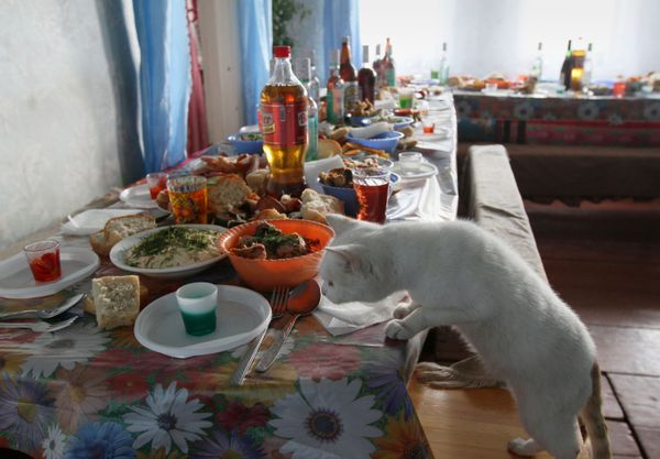 Cute Cat-alogue: Furry Felines to Brighten Up Your Day - Sputnik International