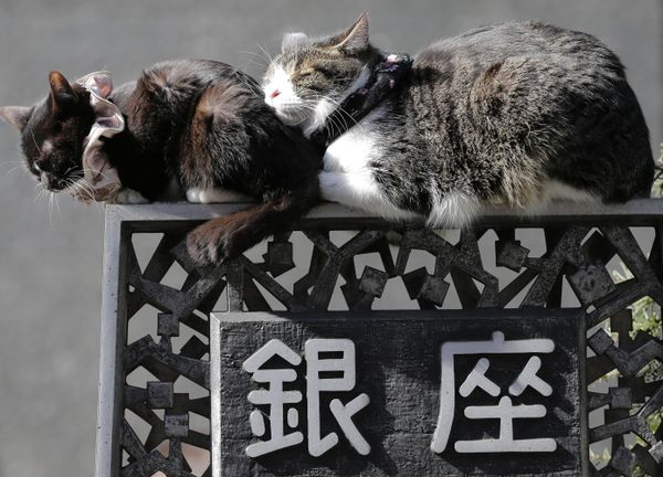 Cute Cat-alogue: Furry Felines to Brighten Up Your Day - Sputnik International