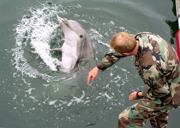 Step Aside, Aquaman! Iran’s Long-Lost Squad of Soviet-Trained Killer Dolphins - Sputnik International