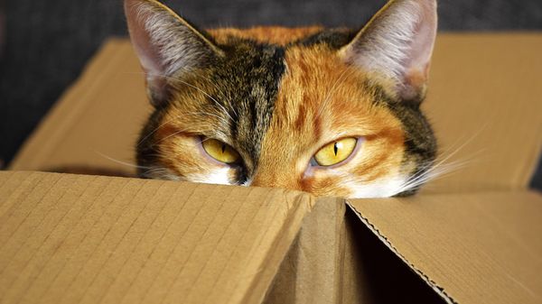 Cat  - Sputnik International